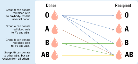 What Is Blood Bank The Lab Rat Artist